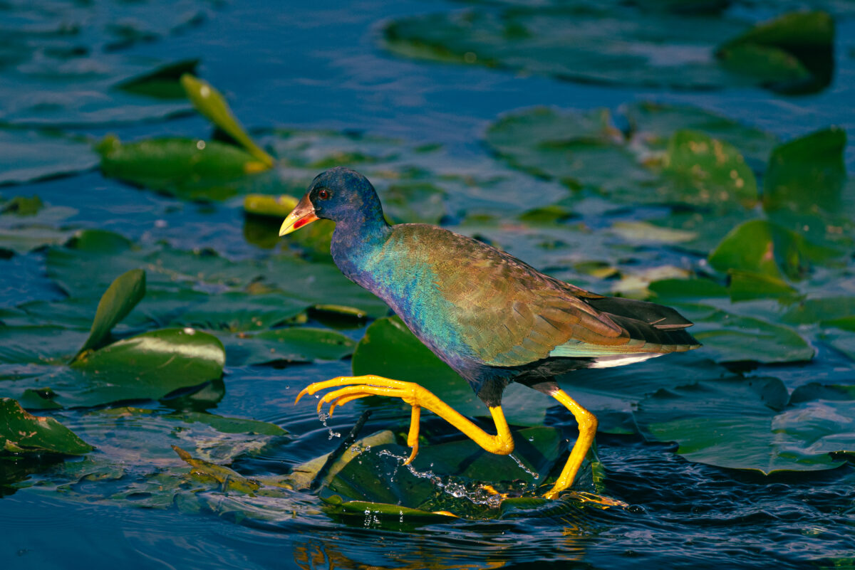 A purple gallinule uses its long toes to walk across floating vegetation in the southern Florida Everglades.