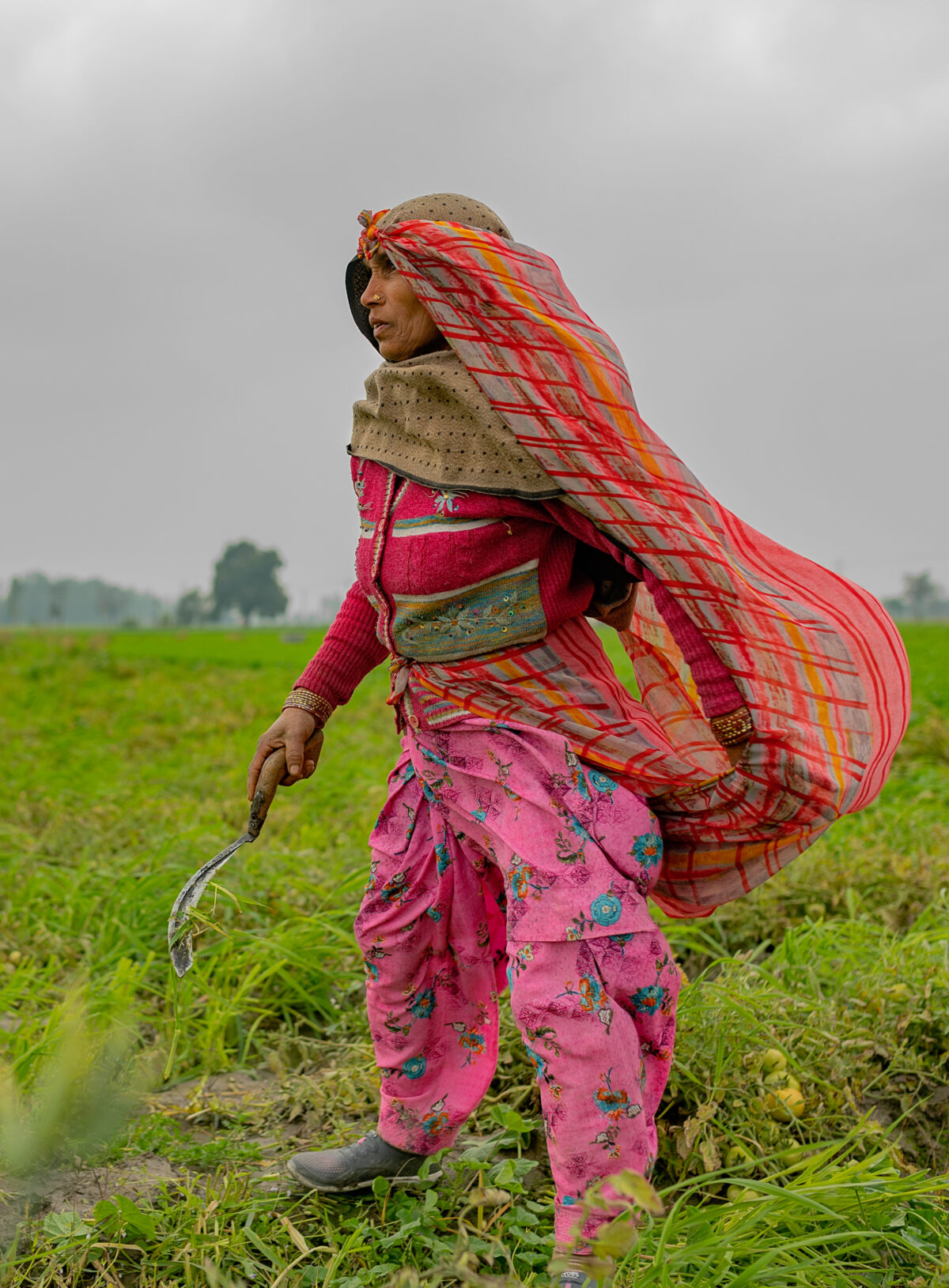Prakashi Devi works at a farm near Ramba village, Karnal district, Haryana, India.